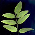 sophora