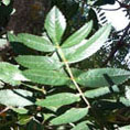 Sorbier_oiseleur