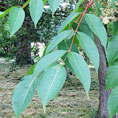 sumac laque