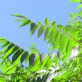 sumac Virginie
