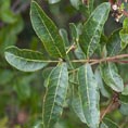terebinthe