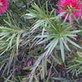 Callistemon