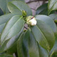 Camelia