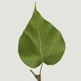 Catalpa