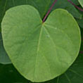 Cercis