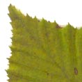 Cjarme