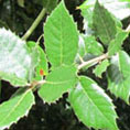 Chene vert denté