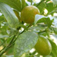 Citronnier