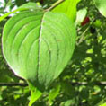 Cornouiller male