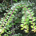 Cotoneaster
