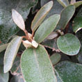 Elaeagnus