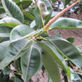 Ficus elastica