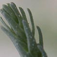 Myricaria