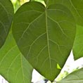 Paulownia
