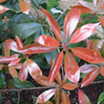 Photinia