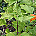 Physalis