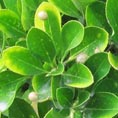 Pittosporum