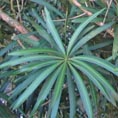 Podocarpus