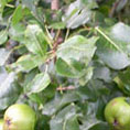 Pommier