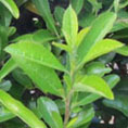 Pyracantha