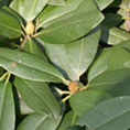 Rhododendron