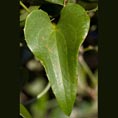 Salsepareille