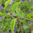 Solanum