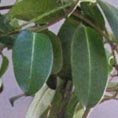 Stephanotis