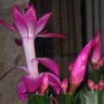 Cactus de Noel