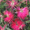 Callistemon