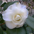 Camelia