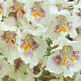 Catalpa