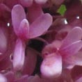 Cercis