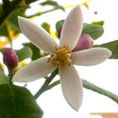 Citronnier