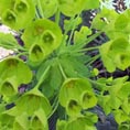 Euphorbe characias