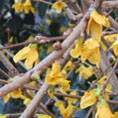 Forsythia