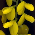 Genet Canaries