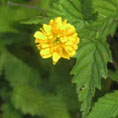 Koeria