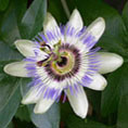 Passiflore