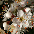 Prunellier