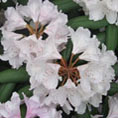 Rhododendron