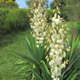 Yucca