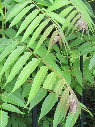Feuilles imparipennes d'Ailante