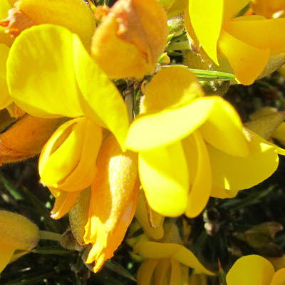 Fleur d'ajonc