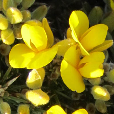 Fleur d'ajonc