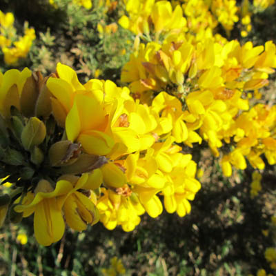 Fleurs d'ajonc