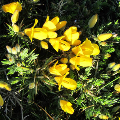 Fleurs d'ajonc
