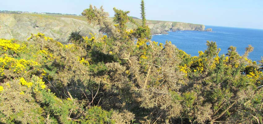 Ajoncs fan&eacute;s sur la lande