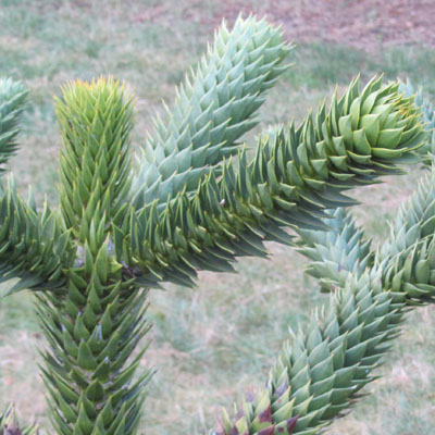 araucaria