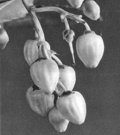 Fleurs d'argousier